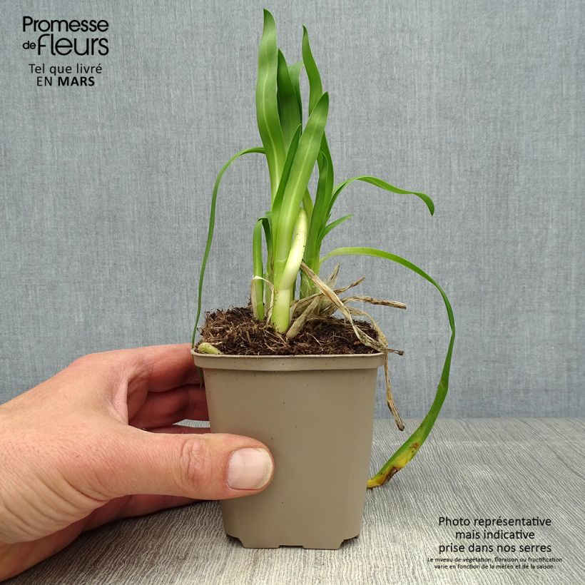 Agapanthus Blue Thunder Vasetto da 8/9 cm esemplare consegnato in primavera