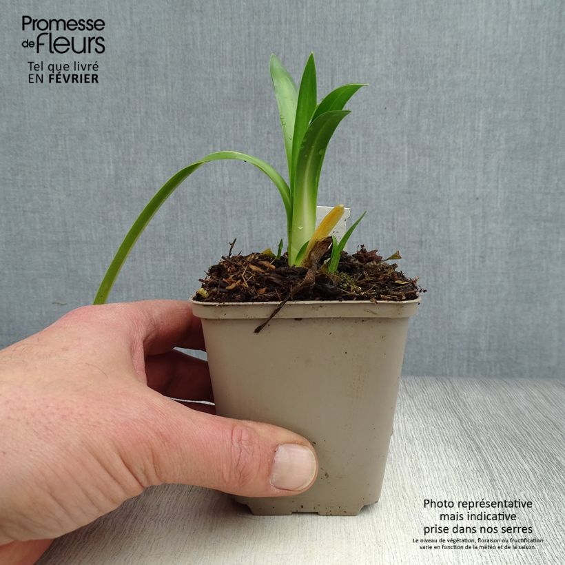 Spécimen de Agapanthe hybride Ever Sapphire Godet de 8/9 cm tel que livré en hiver