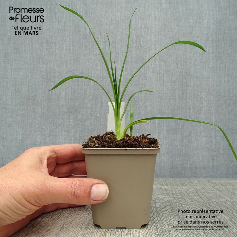 Spécimen de Agapanthe hybride Ever Sapphire Godet de 8/9 cm tel que livré au printemps