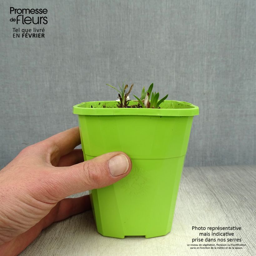 Spécimen de Agapanthe hybride Ever Sapphire Pot de 1,5L/2L tel que livré en hiver