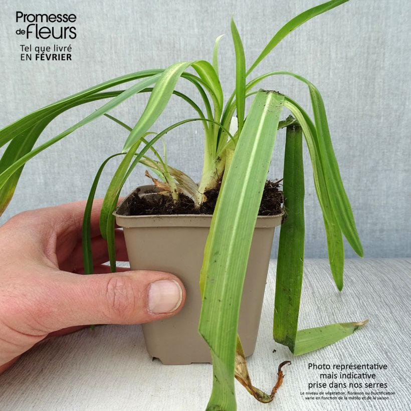 Spécimen de Agapanthe hybride Ever White Godet de 8/9 cm tel que livré en hiver