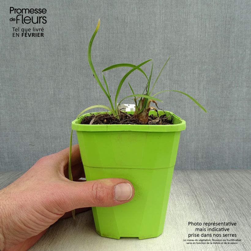 Spécimen de Agapanthe hybride Ever White Pot de 1L/1,5L tel que livré en hiver