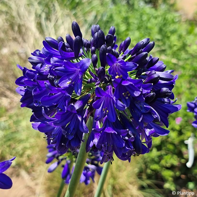 Agapanthe Midnight Sky (Floraison)