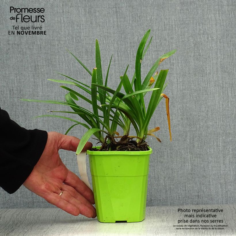 Spécimen de Agapanthe hybride Fireworks Pot de 1L/1,5L tel que livré en automne