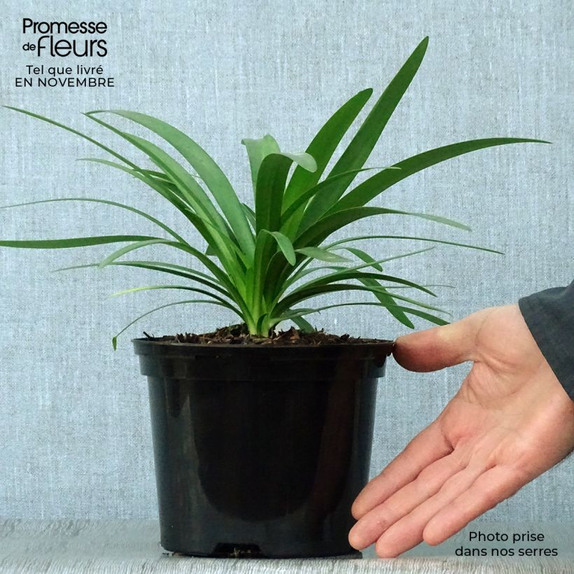 Spécimen de Agapanthe hybride Fireworks Pot de 2L/3L tel que livré en automne