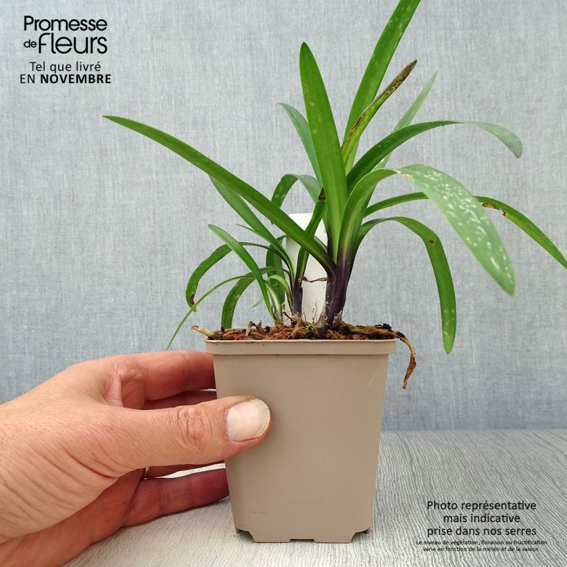 Spécimen de Agapanthe hybride Poppin' Purple Godet de 8/9 cm tel que livré en automne