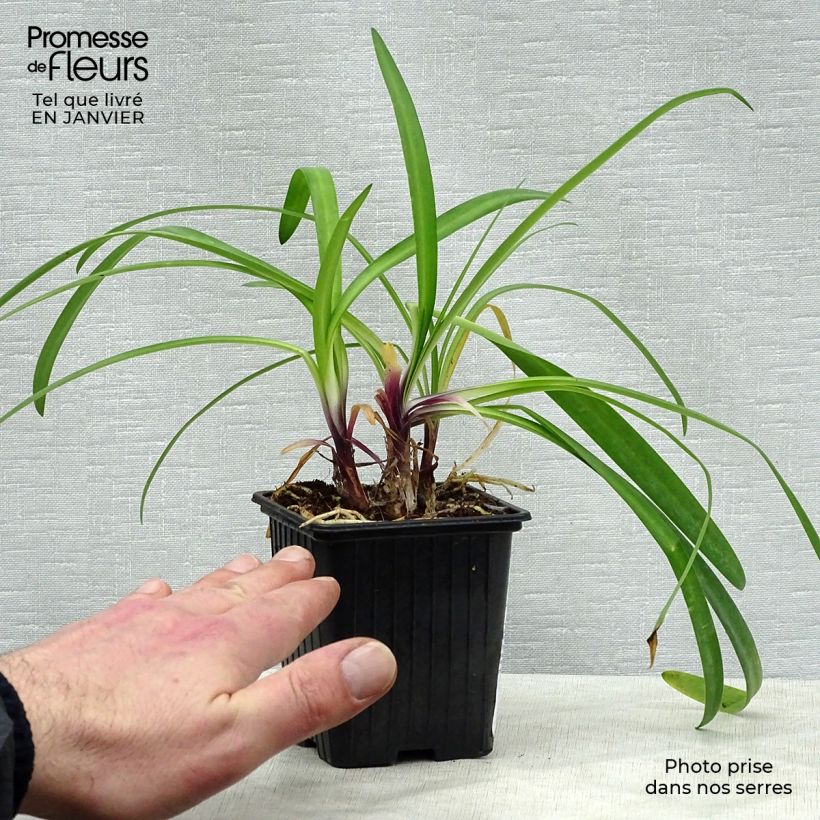 Spécimen de Agapanthe hybride Poppin' Purple Godet de 8/9 cm tel que livré en hiver