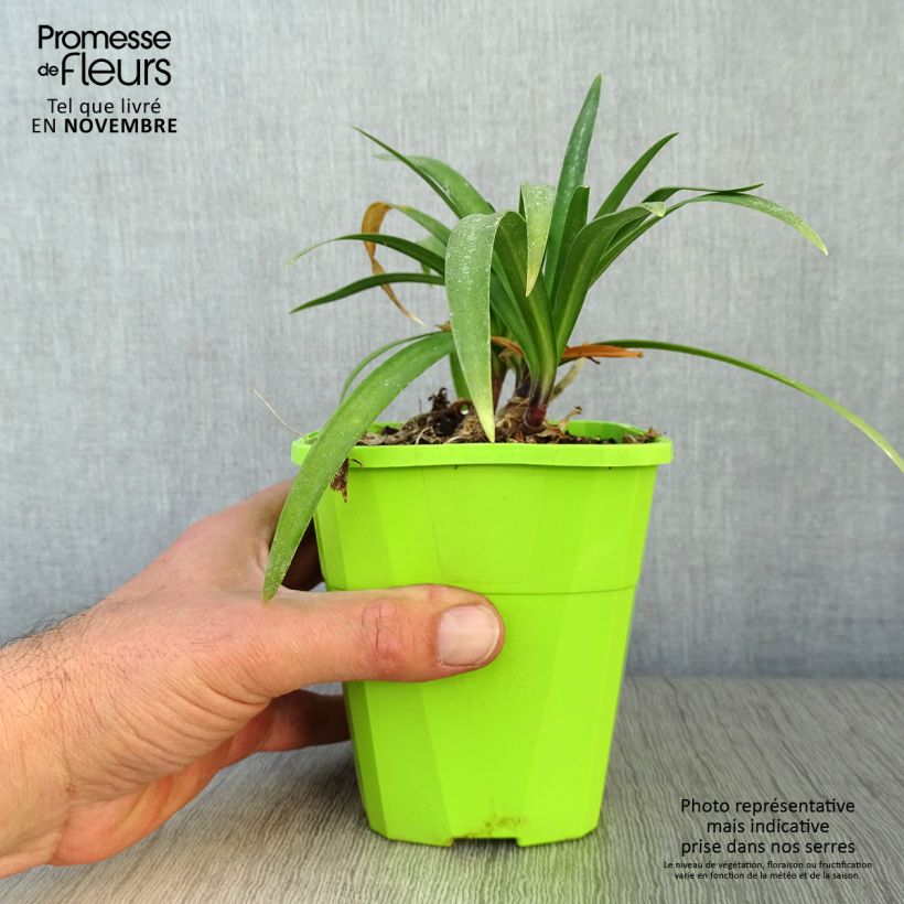 Spécimen de Agapanthe hybride Poppin' Purple Pot de 1,5L/2L tel que livré en automne