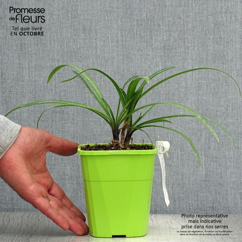 Spécimen de Agapanthe hybride Star Poppin’ Star (AMDB002) Pot de 3L/4L tel que livré en automne