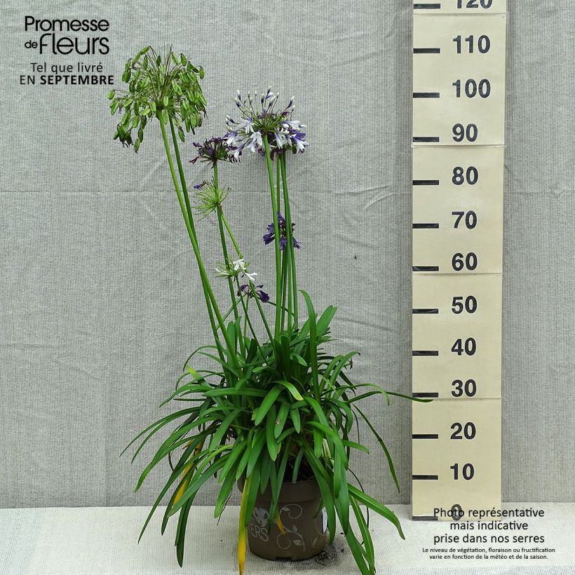 Spécimen de Agapanthe hybride Three Sisters Pot de 6L/7L tel que livré en automne
