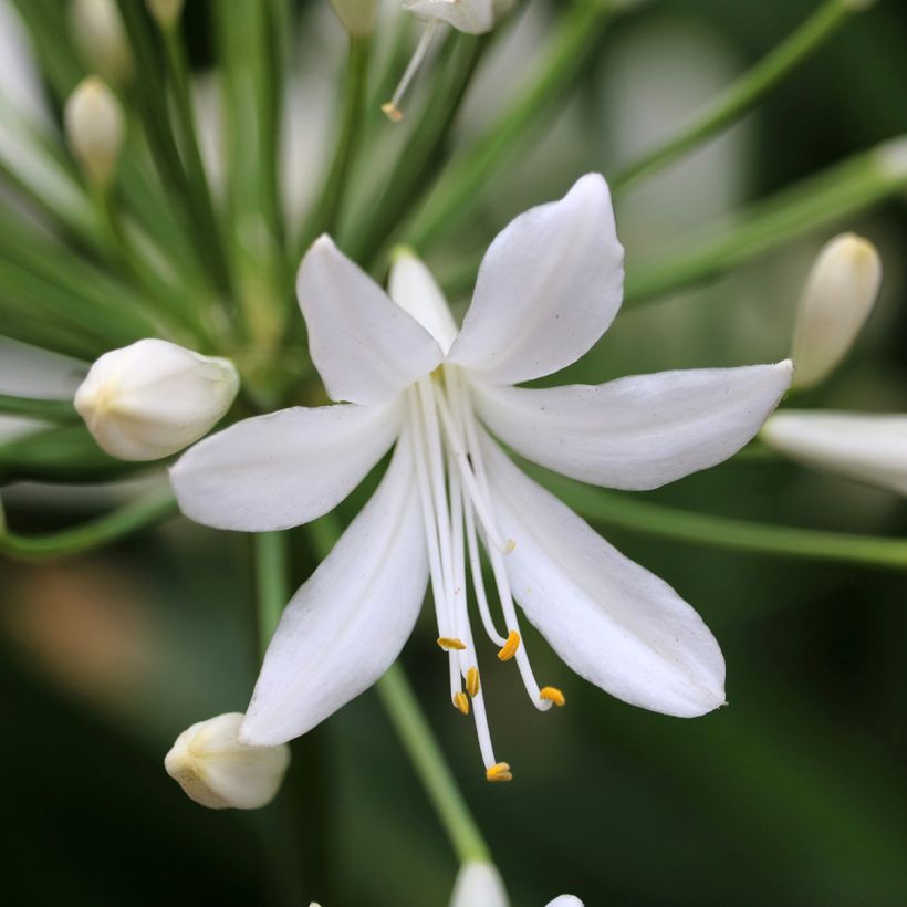 Agapanthe Arctic Star (Floraison)
