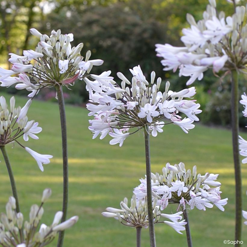 Agapanthe Graphite White (Floraison)