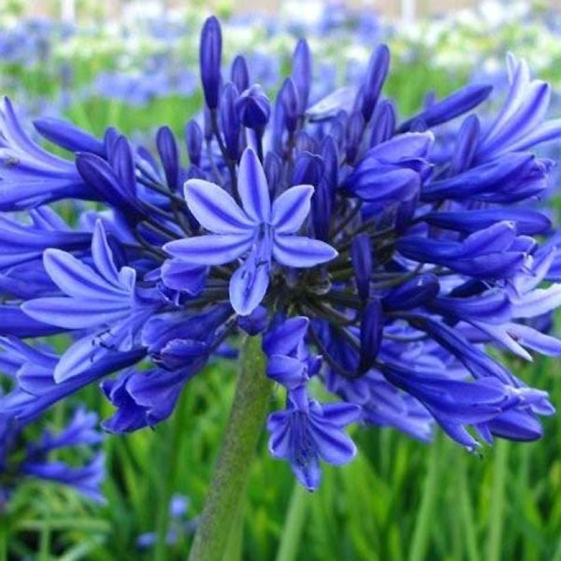 Agapanthe Midnight Blue (Floraison)