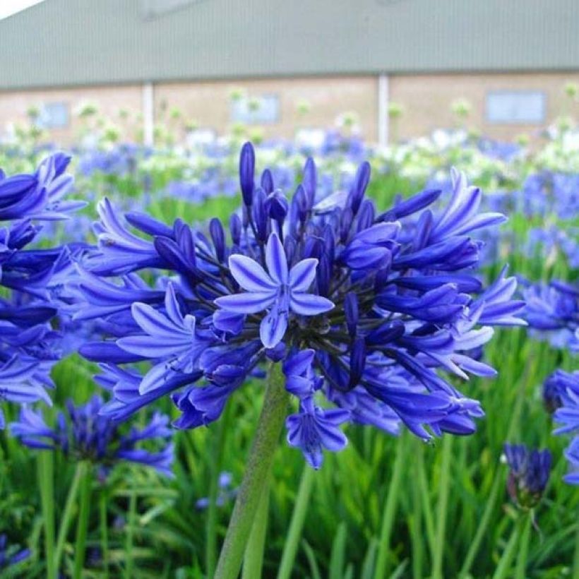 Agapanthe Midnight Blue (Port)