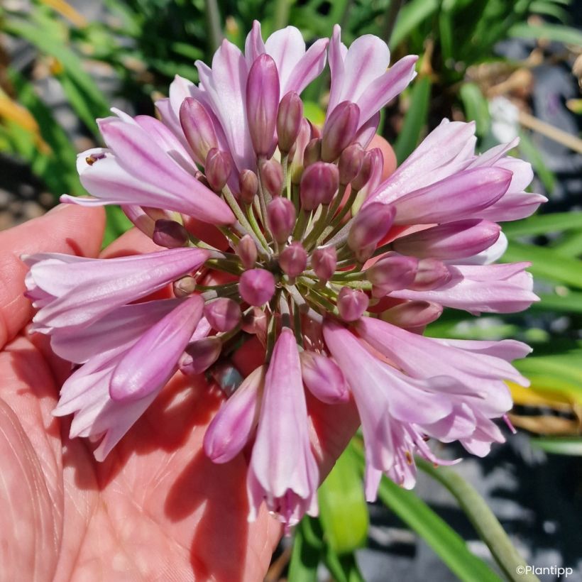 Agapanthe hybride Poppin' Pink (Floraison)