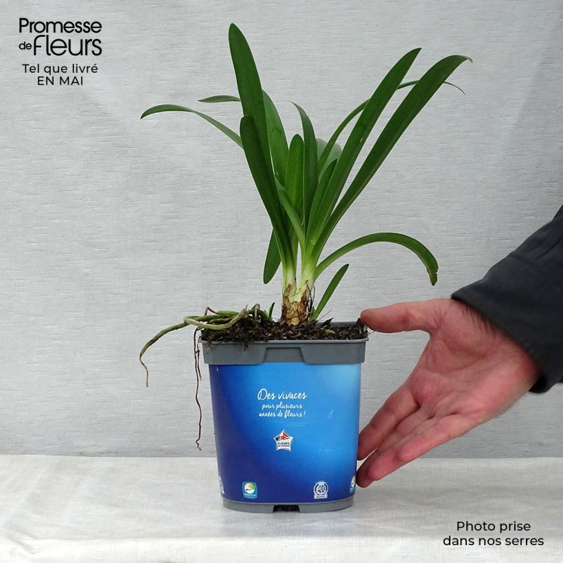 Agapanthus umbellatus Vaso da 2L/3L esemplare consegnato in primavera