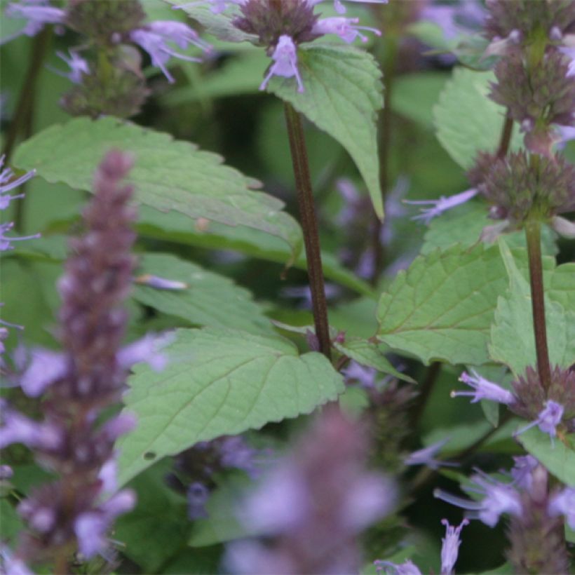 Agastache rugosa After Eight - Agastache rugueuse (Feuillage)