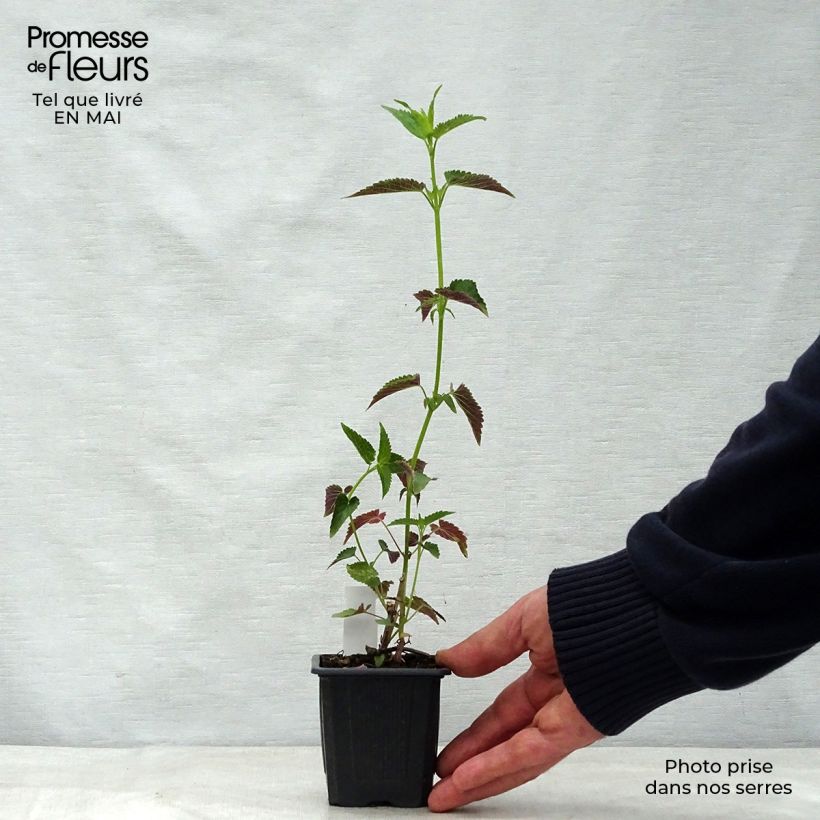 Spécimen de Agastache Black Adder Godet de 8/9 cm tel que livré au printemps