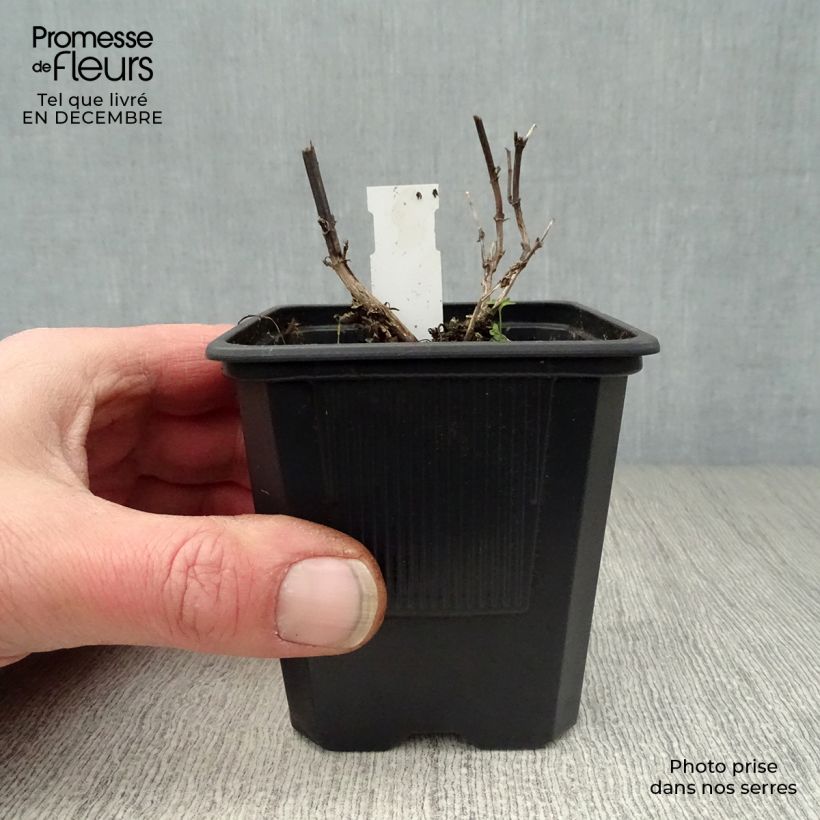 Spécimen de Agastache Black Adder Godet de 8/9 cm tel que livré en hiver