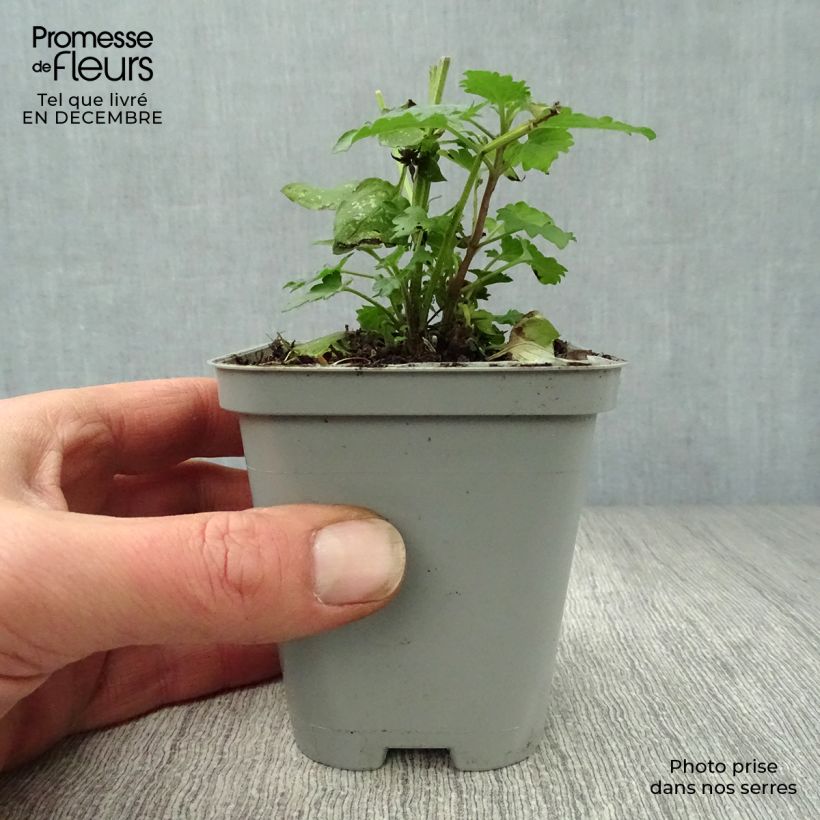 Spécimen de Agastache Blue Boa Godet de 8/9 cm tel que livré en hiver