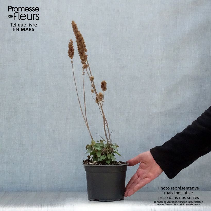 Spécimen de Agastache Blue Boa Pot de 2L/3L tel que livré au printemps