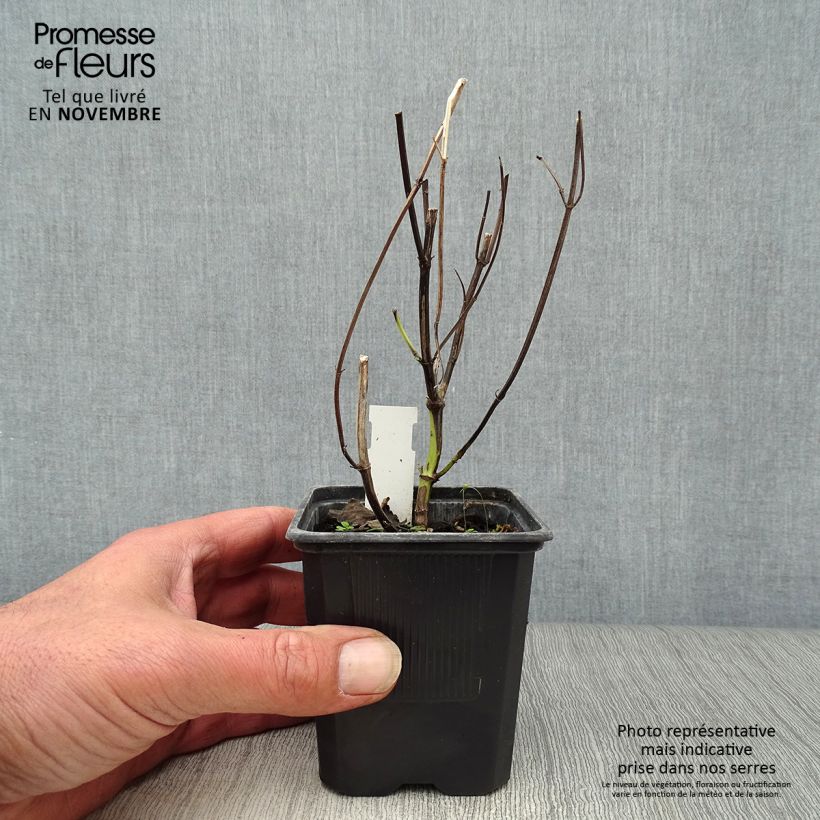 Spécimen de Agastache Blue Fortune Godet de 8/9 cm tel que livré en automne