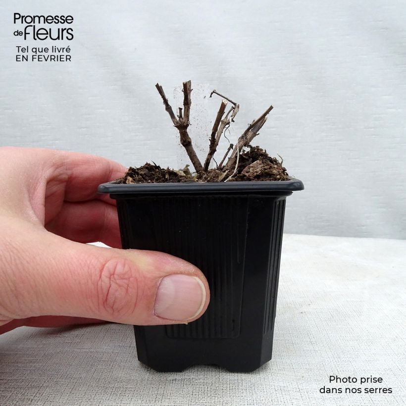 Spécimen de Agastache Blue Fortune Godet de 8/9 cm tel que livré en hiver