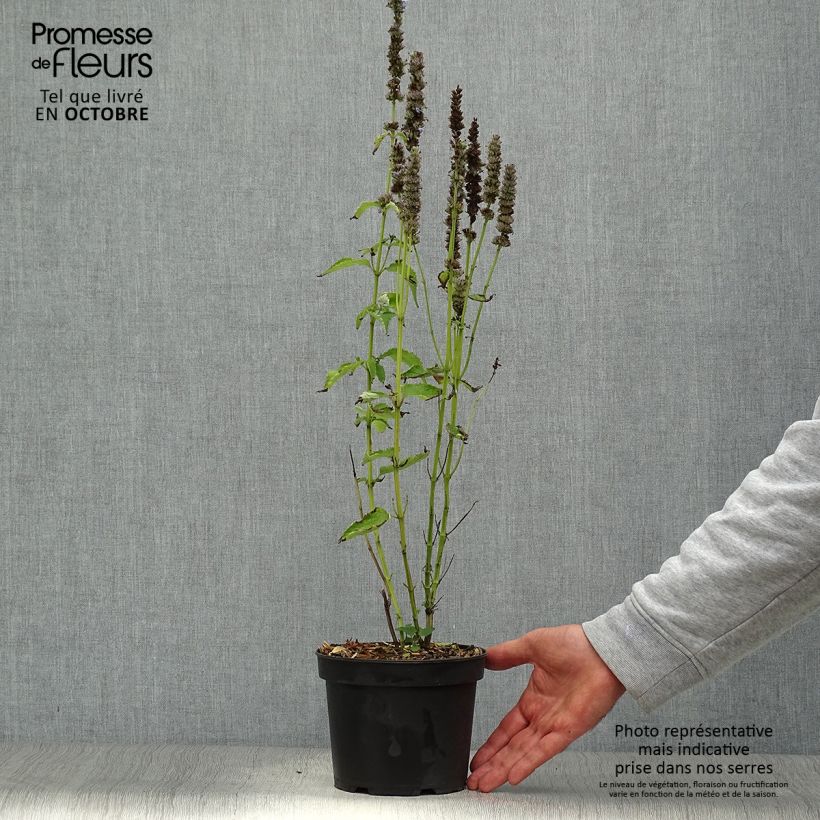 Spécimen de Agastache Blue Fortune Pot de 2L/3L tel que livré en automne
