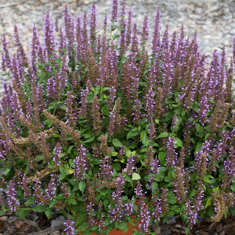 Agastache foeniculum Celestia - Hysope anisée (Floraison)