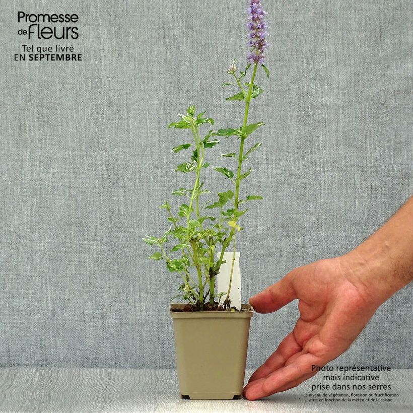 Spécimen de Agastache Crazy Fortune Godet de 8/9 cm tel que livré en automne
