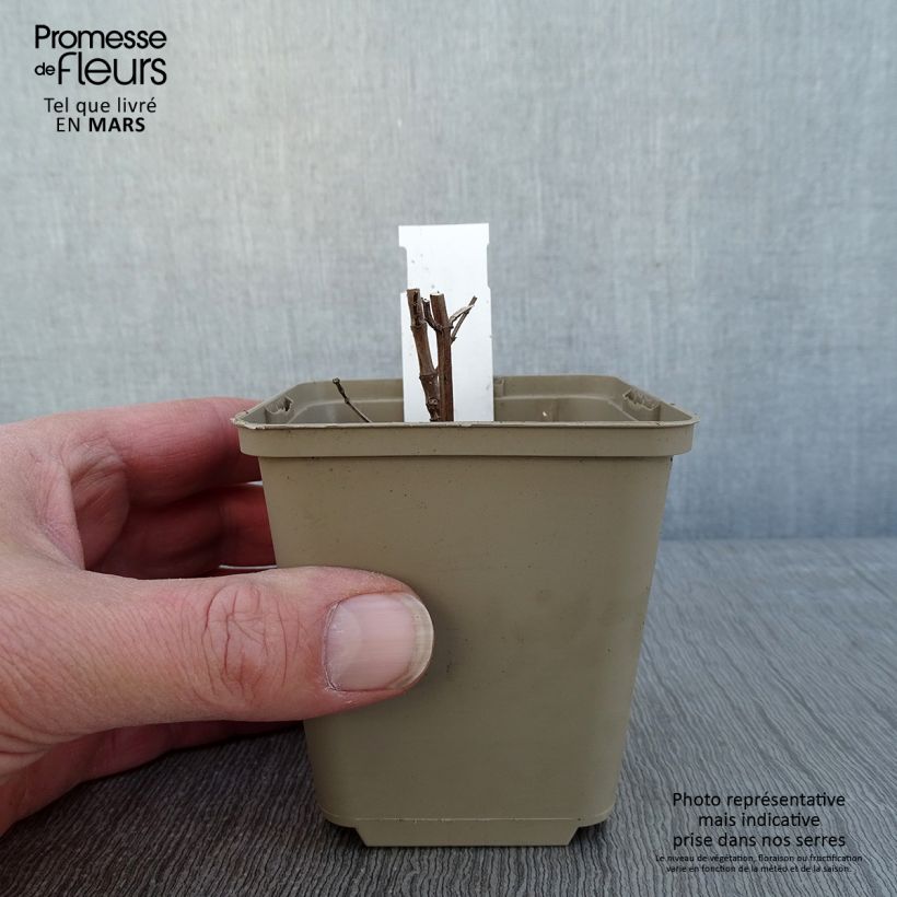 Spécimen de Agastache Crazy Fortune Godet de 8/9 cm tel que livré en hiver