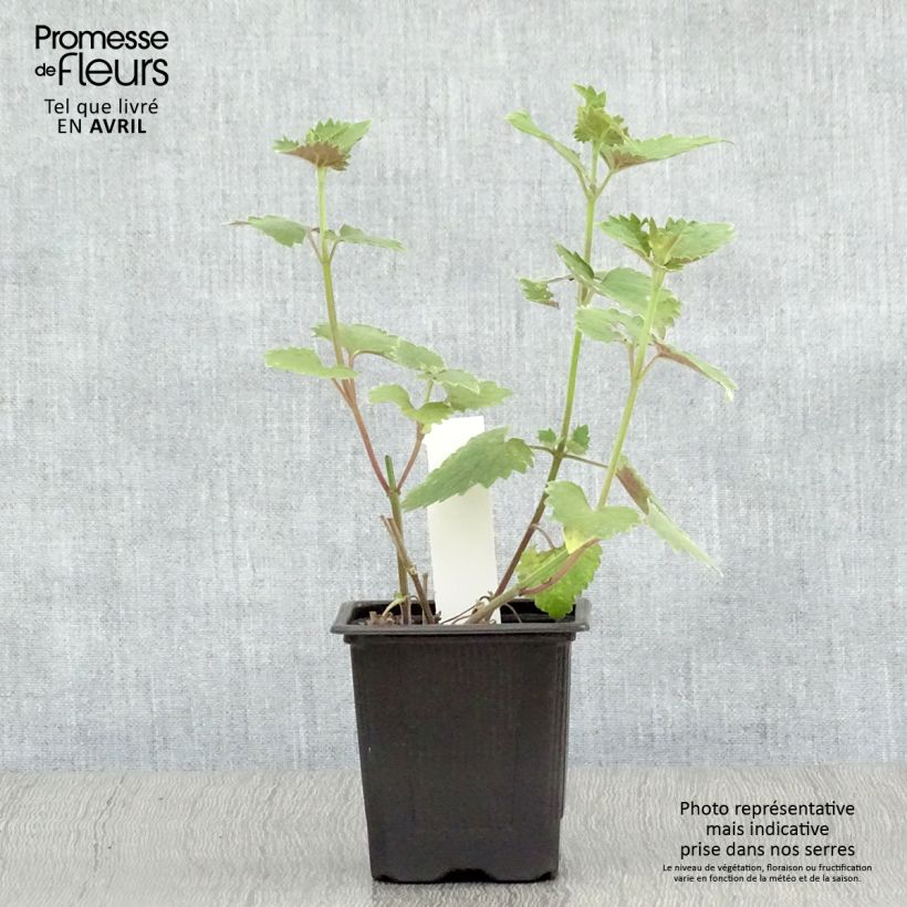 Spécimen de Agastache Globetrotter - Agastache Godet de 8/9 cm tel que livré au printemps