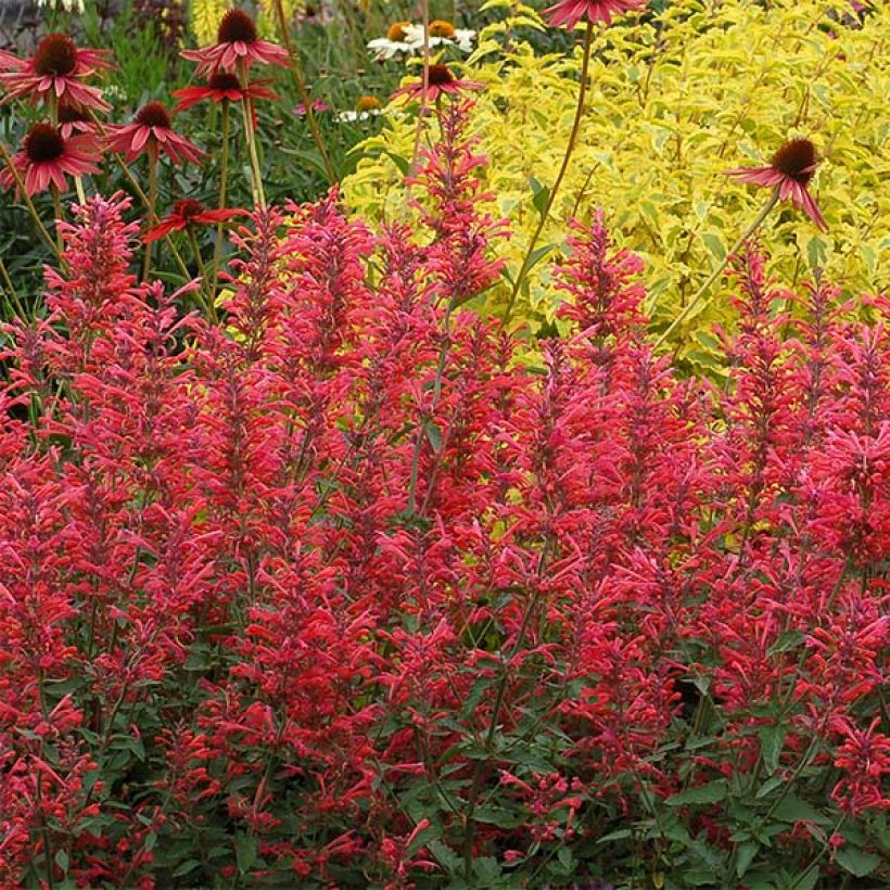 Agastache Kudos Coral (Floração)