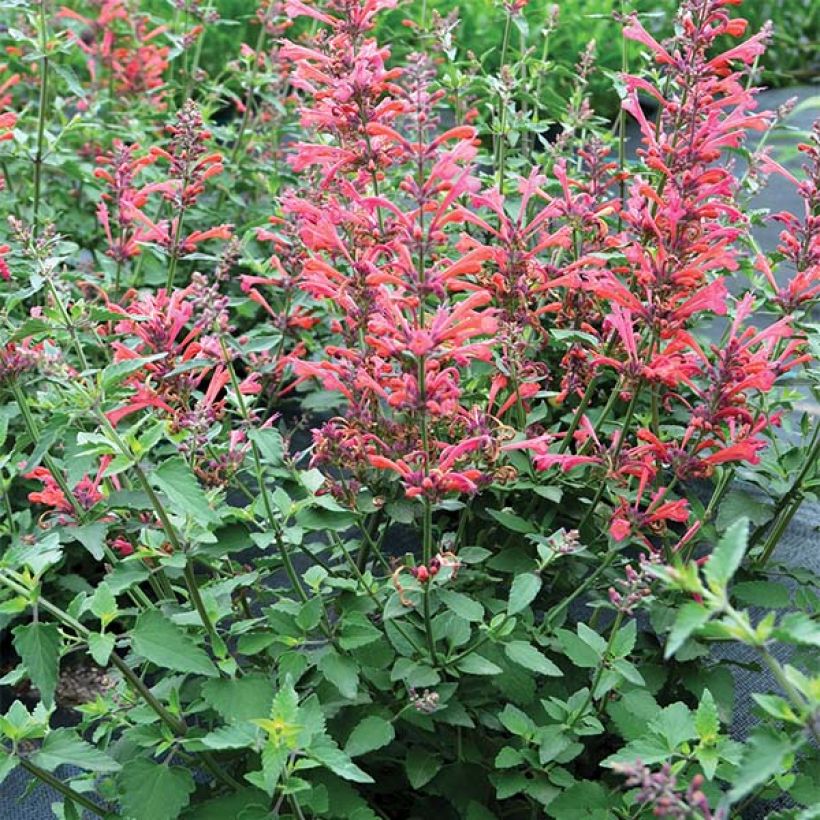 Agastache Kudos Coral - Agastache hybride rouge corail. (Port)
