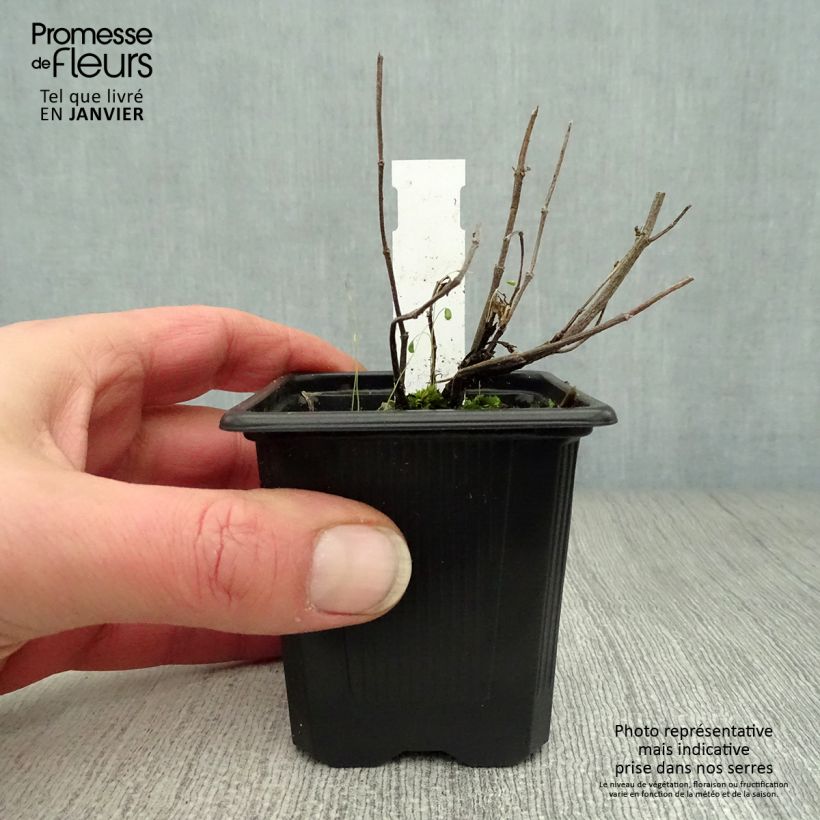 Spécimen de Agastache Kudos Ambrosia Godet de 8/9 cm tel que livré en hiver