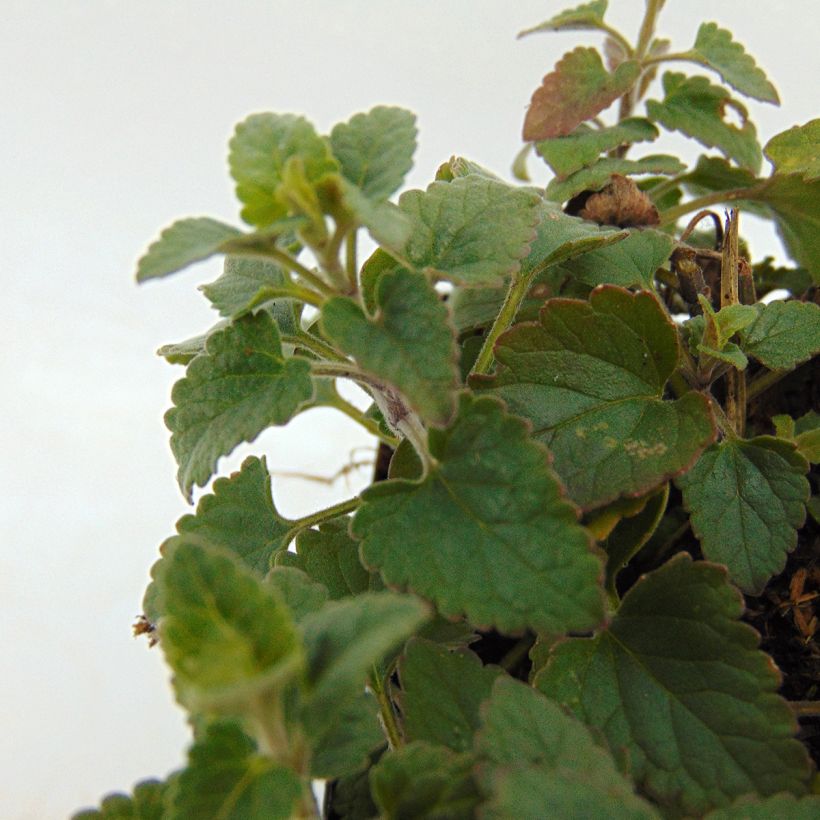 Agastache Kudos Coral - Agastache hybride rouge corail. (Feuillage)