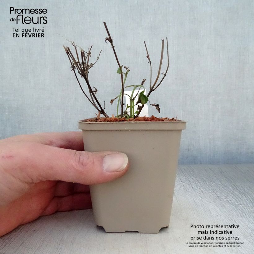 Spécimen de Agastache Kudos Coral - Agastache hybride rouge corail. Godet de 8/9 cm tel que livré en hiver