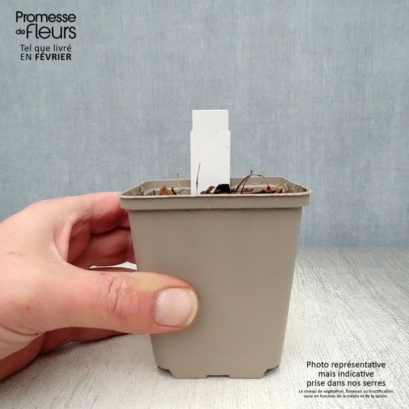 Spécimen de Agastache Kudos Mandarin Godet de 8/9 cm tel que livré en hiver