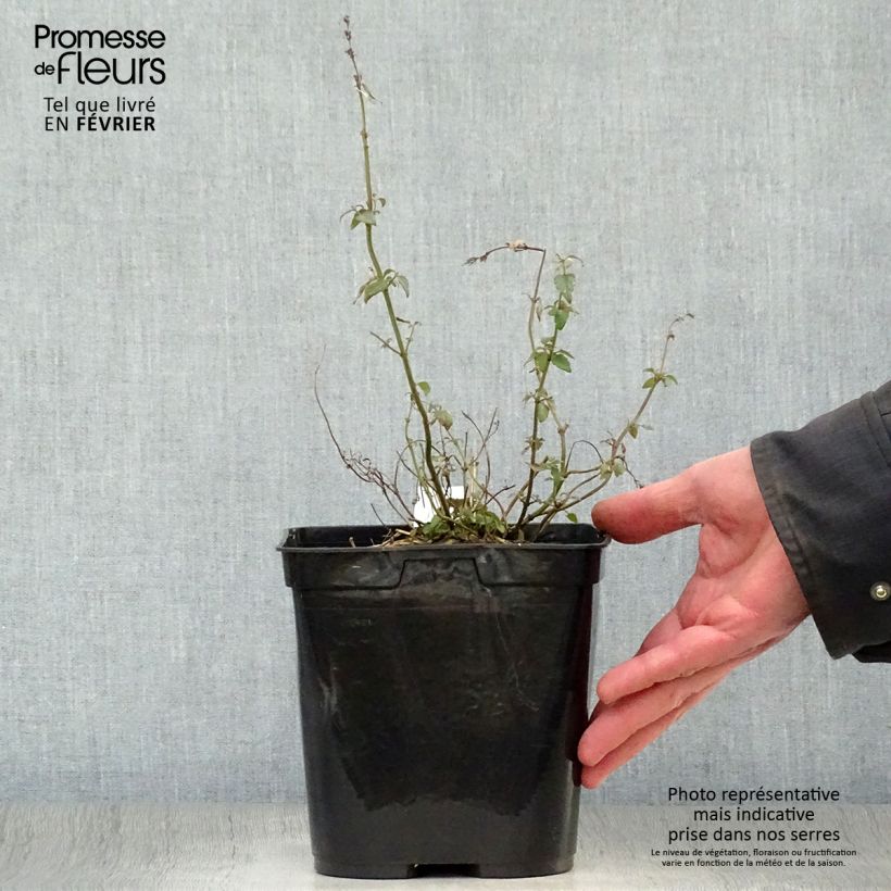 Spécimen de Agastache Kudos Mandarin Pot de 2L/3L tel que livré en hiver