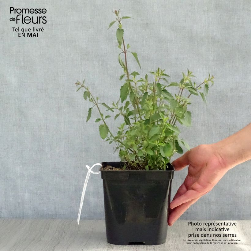 Spécimen de Agastache Kudos Mandarin Pot de 2L/3L tel que livré au printemps