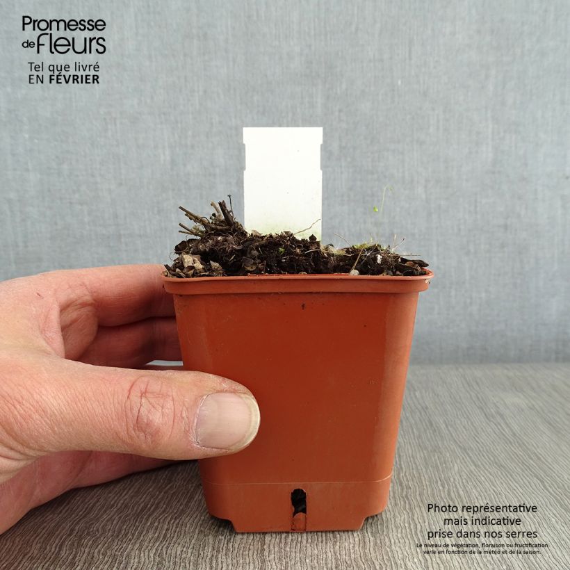 Spécimen de Agastache Kudos Red Godet de 8/9 cm tel que livré en hiver