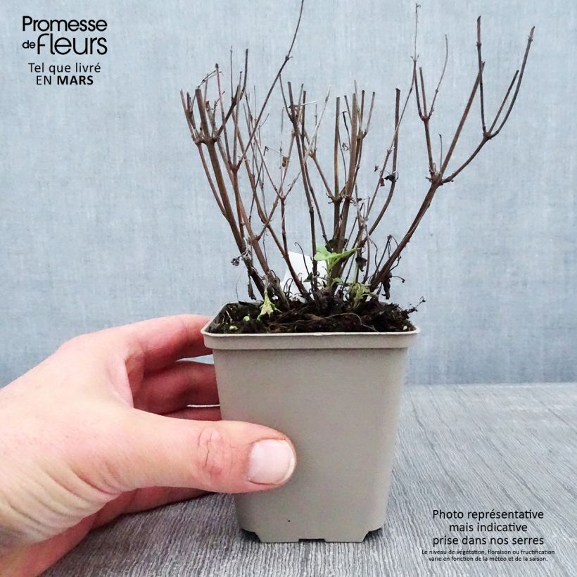 Spécimen de Agastache Kudos Yellow Godet de 8/9 cm tel que livré en hiver