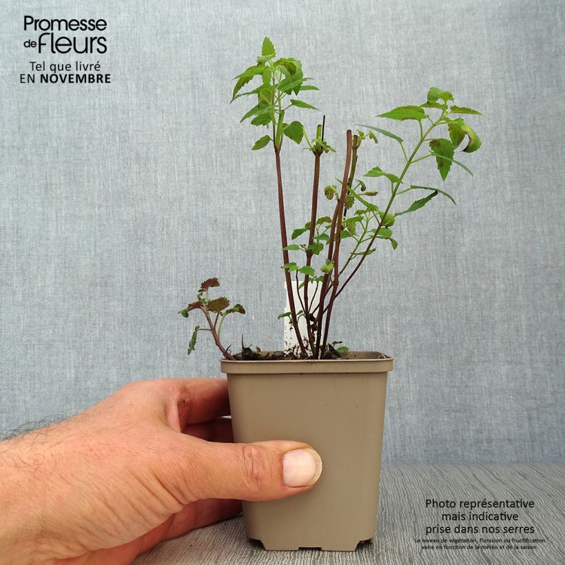 Spécimen de Agastache Serpentine - Agastache hybride Godet de 8/9 cm tel que livré en automne