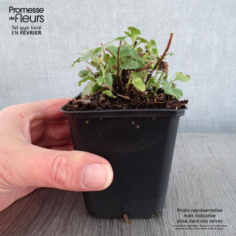 Spécimen de Agastache aurantiaca Apricot Sprite - Agastache dorée Godet de 8/9 cm tel que livré en hiver