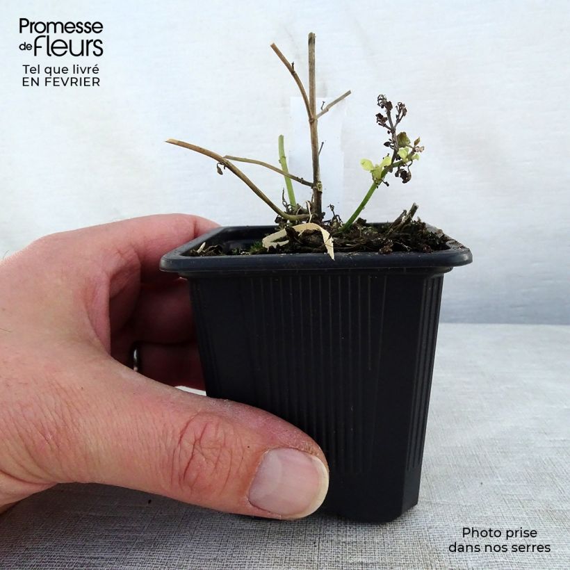 Spécimen de Agastache aurantiaca Tango - Agastache dorée Godet de 8/9 cm tel que livré en hiver