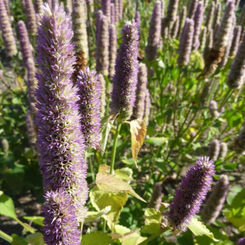 Agastache Blue Fortune (Hábito)