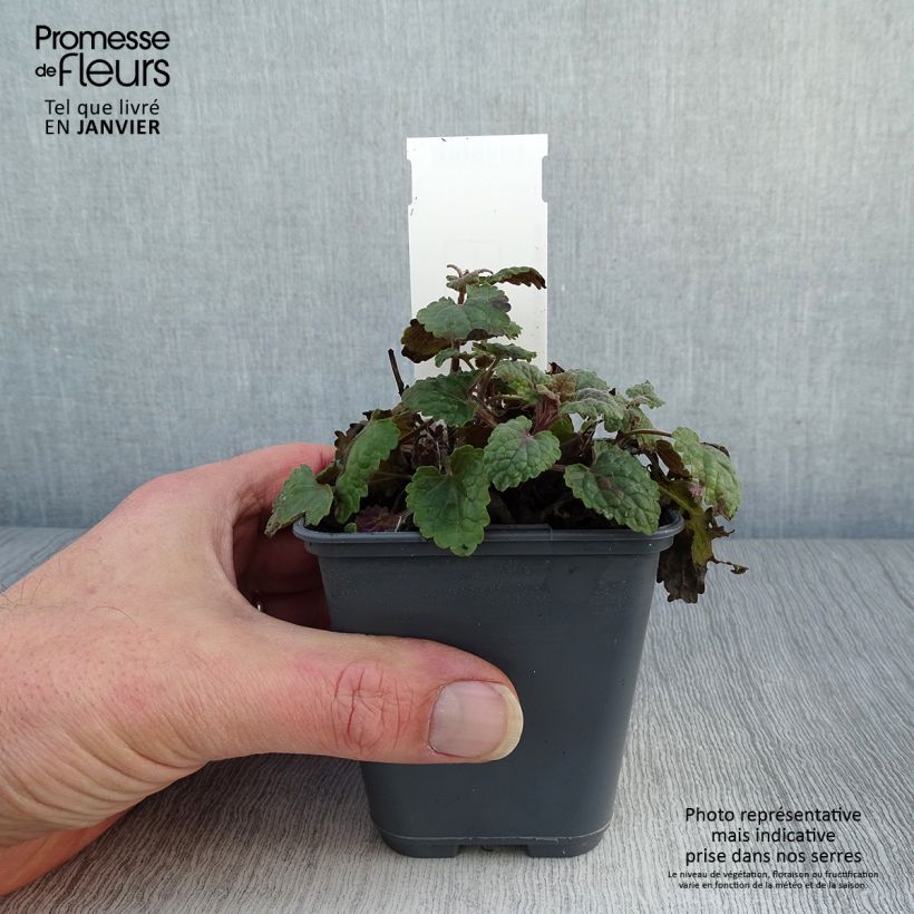 Spécimen de Agastache cana Godet de 8/9 cm tel que livré en hiver