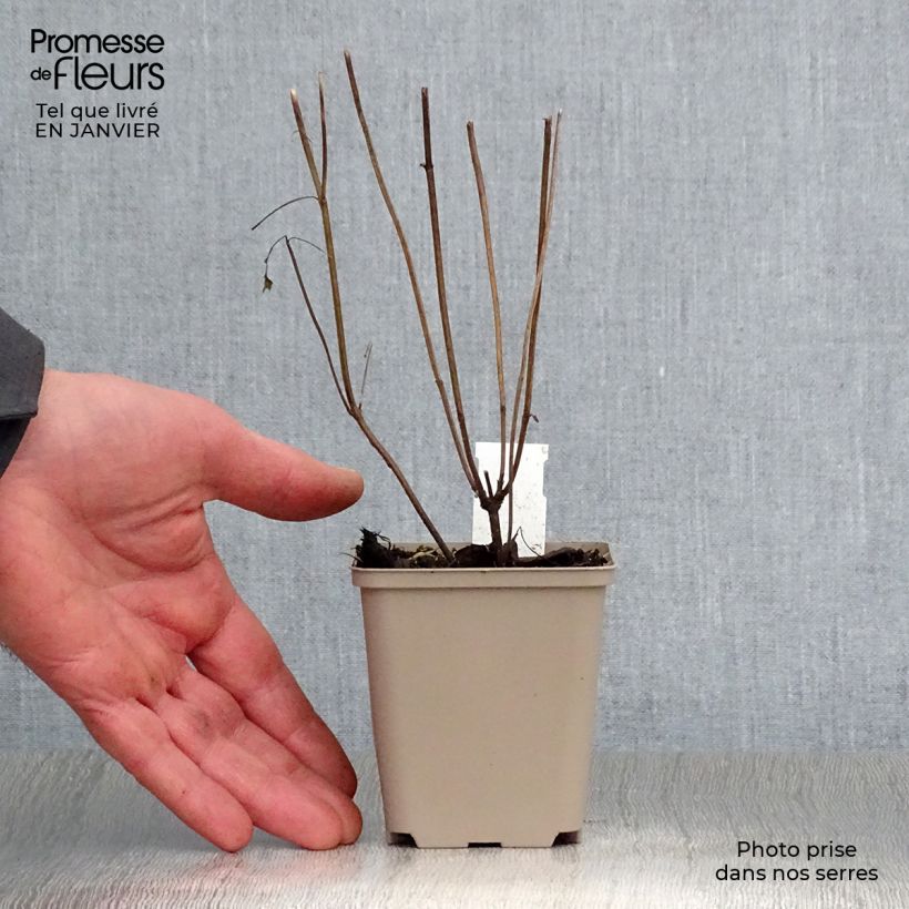 Spécimen de Agastache hybride Beelicious Purple Godet de 8/9 cm tel que livré en hiver