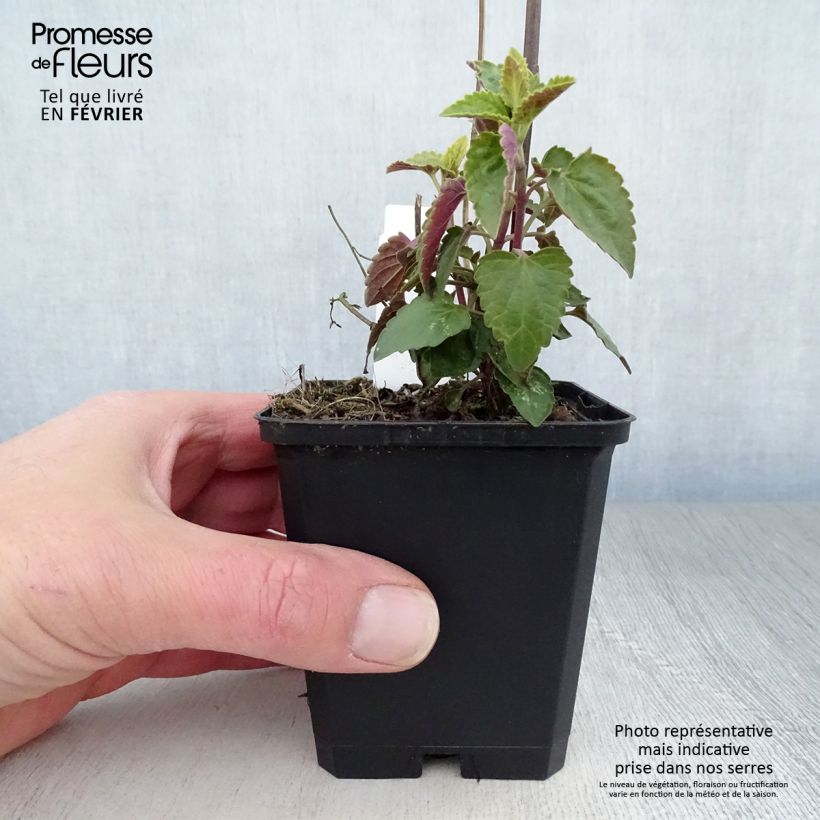 Spécimen de Agastache mexicana Red Fortune Godet de 8/9 cm tel que livré en hiver