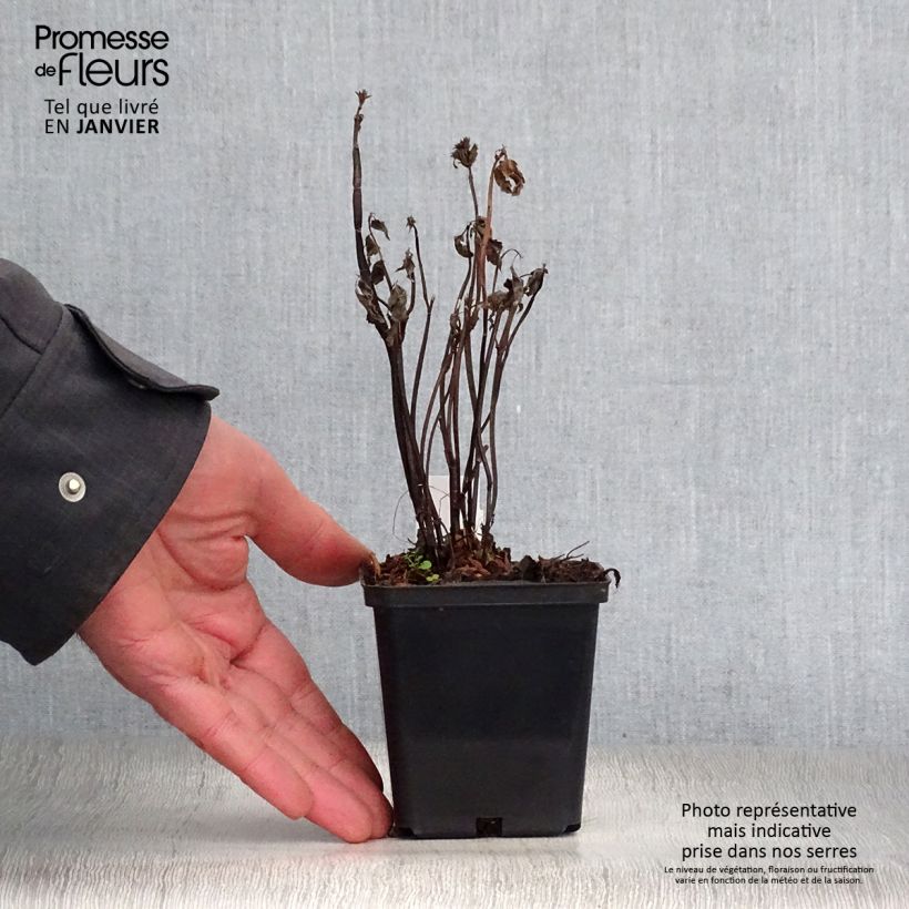 Spécimen de Agastache nepetoides Godet de 8/9 cm tel que livré en hiver